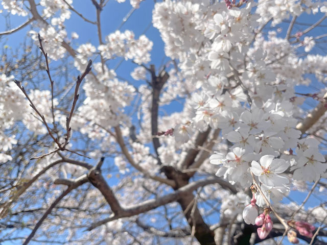 上宮寺　3月の桜